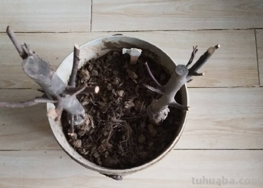 6步养护,家里也能种出大苹果,网友:沉得差点把枝条压断 6步养护,家里也能种出大苹果,网友:沉得差点把枝条压断