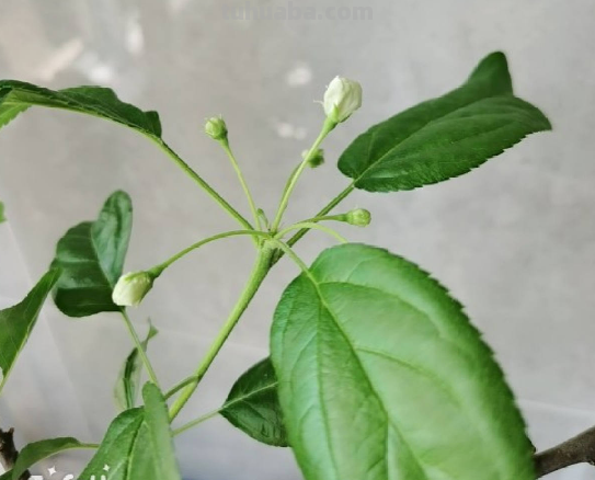 6步养护,家里也能种出大苹果,网友:沉得差点把枝条压断 6步养护,家里也能种出大苹果,网友:沉得差点把枝条压断