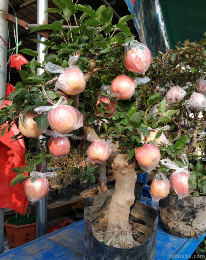 6步养护,家里也能种出大苹果,网友:沉得差点把枝条压断 6步养护,家里也能种出大苹果,网友:沉得差点把枝条压断