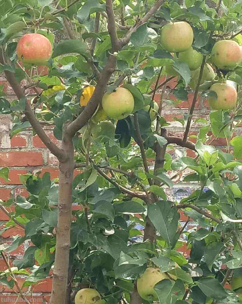 6步养护,家里也能种出大苹果,网友:沉得差点把枝条压断 6步养护,家里也能种出大苹果,网友:沉得差点把枝条压断