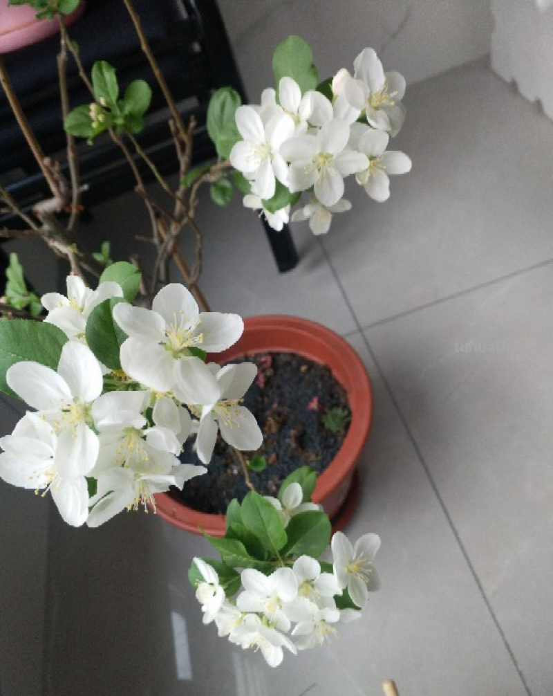 6步养护,家里也能种出大苹果,网友:沉得差点把枝条压断 6步养护,家里也能种出大苹果,网友:沉得差点把枝条压断