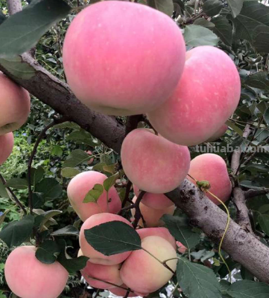 6步养护,家里也能种出大苹果,网友:沉得差点把枝条压断 6步养护,家里也能种出大苹果,网友:沉得差点把枝条压断