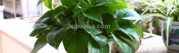 绿萝用什么土养好