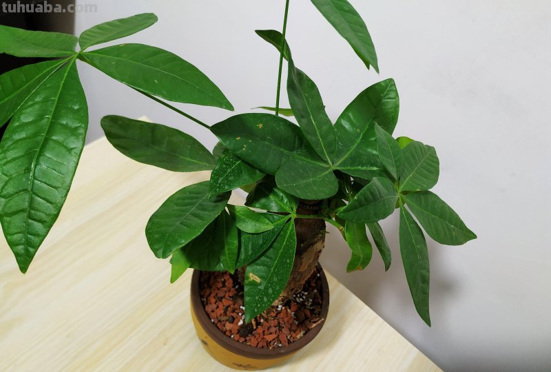 在家养发财树，注意这几点，叶子肥大不发黄，一点也不难养