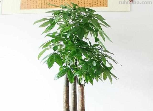 在家养发财树，注意这几点，叶子肥大不发黄，一点也不难养