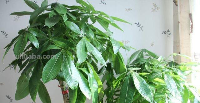 在家养发财树，注意这几点，叶子肥大不发黄，一点也不难养