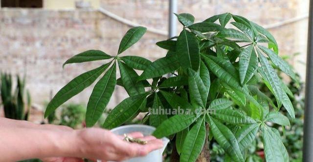 在家养发财树，注意这几点，叶子肥大不发黄，一点也不难养