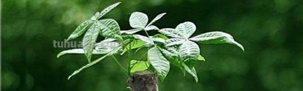 发财树怎么养殖