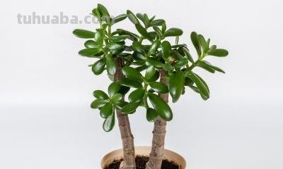 发财树怎么养殖