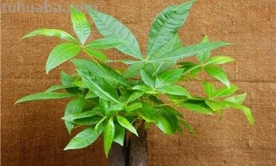 发财树怎么养殖