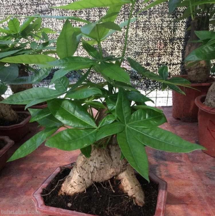 发财树怎么养？教你“6个”小细节，枝叶翠绿、长势旺，观赏性高