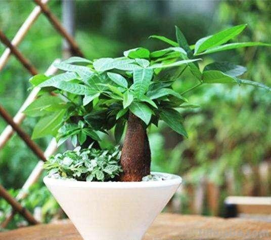 发财树怎么养？教你“6个”小细节，枝叶翠绿、长势旺，观赏性高