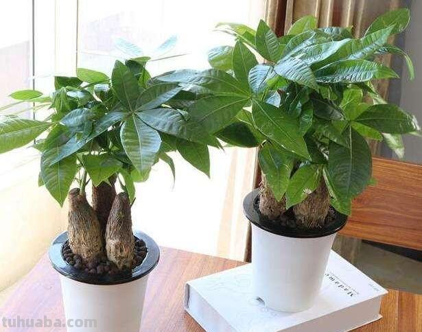 发财树怎么养？教你“6个”小细节，枝叶翠绿、长势旺，观赏性高