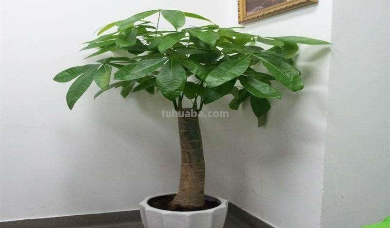 发财树怎么养？教你“6个”小细节，枝叶翠绿、长势旺，观赏性高