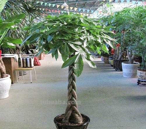 发财树怎么养？教你“6个”小细节，枝叶翠绿、长势旺，观赏性高