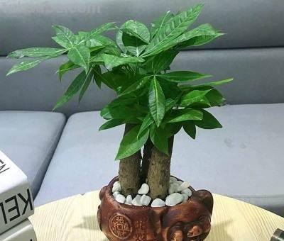 发财树怎么养？教你“6个”小细节，枝叶翠绿、长势旺，观赏性高