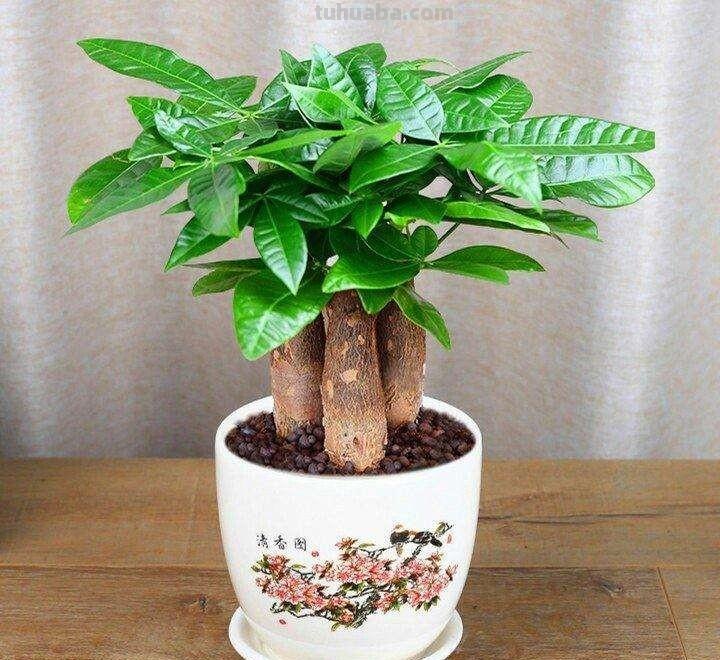 发财树怎么养？教你“6个”小细节，枝叶翠绿、长势旺，观赏性高