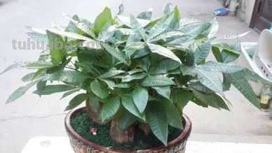 发财树怎么养？教你“6个”小细节，枝叶翠绿、长势旺，观赏性高