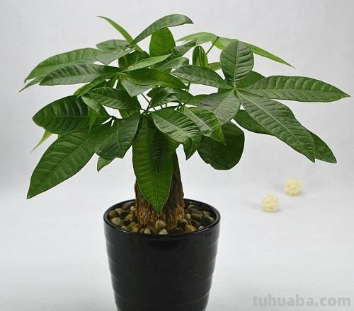 发财树怎么养？教你“6个”小细节，枝叶翠绿、长势旺，观赏性高