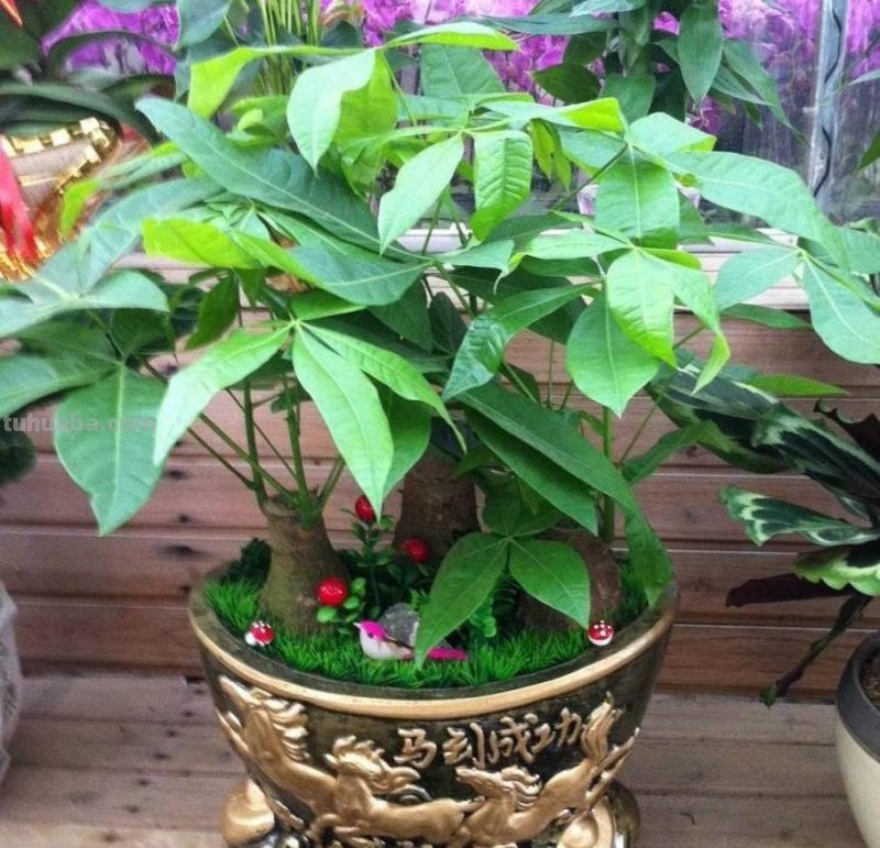 发财树怎么养？教你“6个”小细节，枝叶翠绿、长势旺，观赏性高