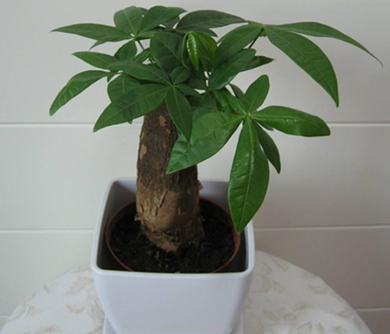 发财树怎么养？教你“6个”小细节，枝叶翠绿、长势旺，观赏性高