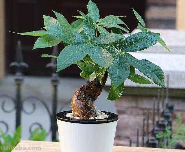 发财树怎么养？教你“6个”小细节，枝叶翠绿、长势旺，观赏性高