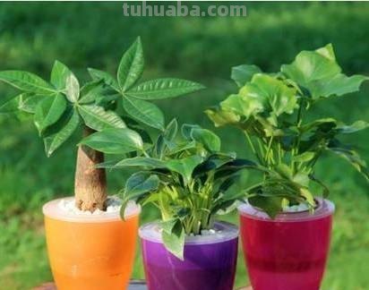 发财树怎么养？教你“6个”小细节，枝叶翠绿、长势旺，观赏性高