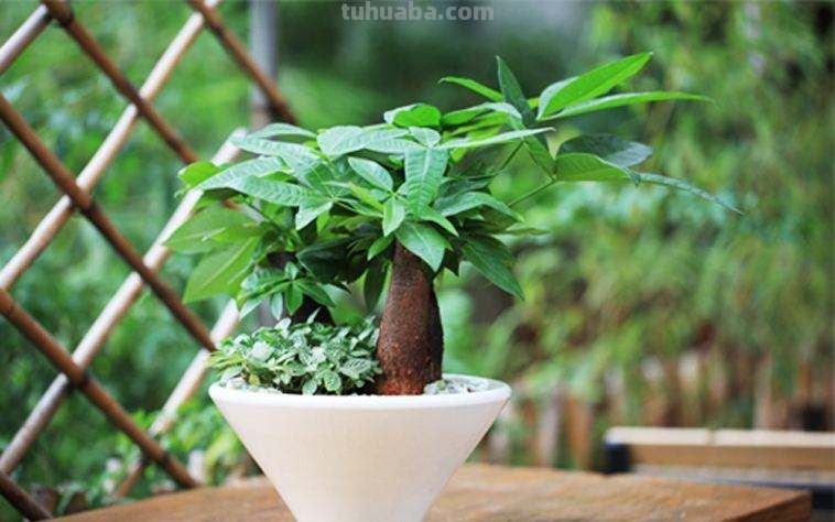 你这样养殖发财树，能养活才怪！