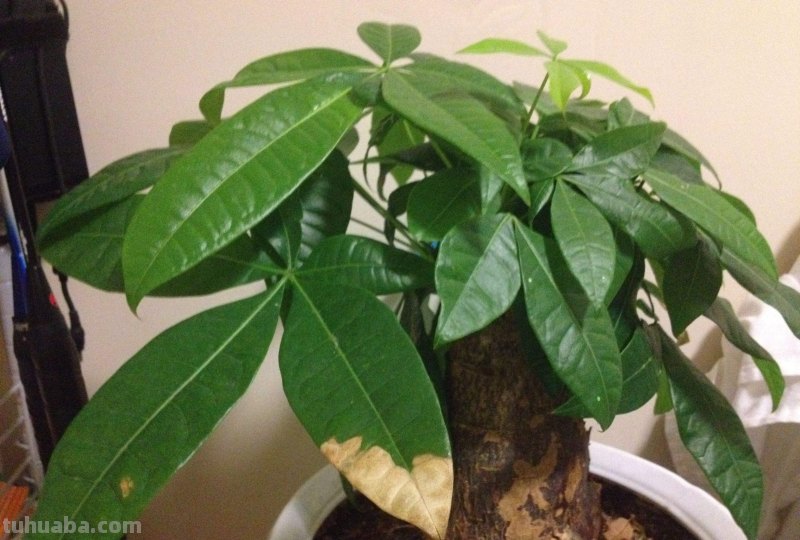 你这样养殖发财树，能养活才怪！