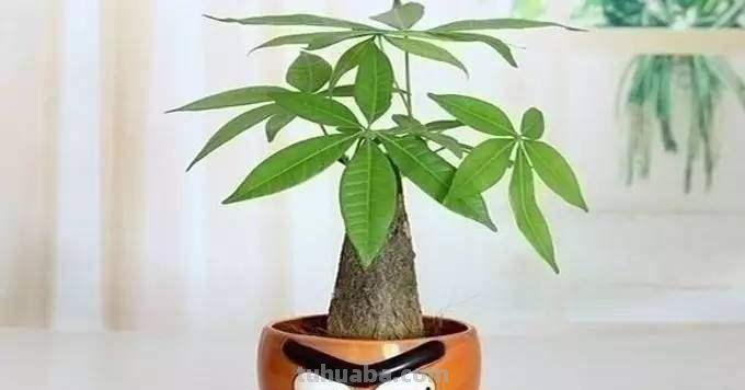 你这样养殖发财树，能养活才怪！