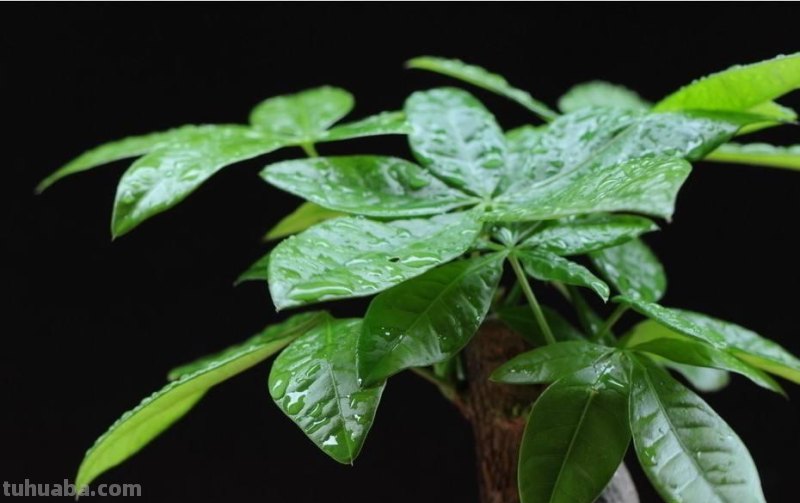 你这样养殖发财树，能养活才怪！