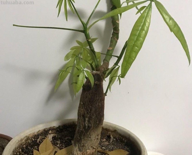 养好发财树，有“两招”，年年枝叶繁茂很皮实