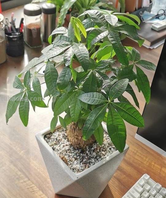 养好发财树，有“两招”，年年枝叶繁茂很皮实