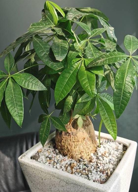 养好发财树，有“两招”，年年枝叶繁茂很皮实