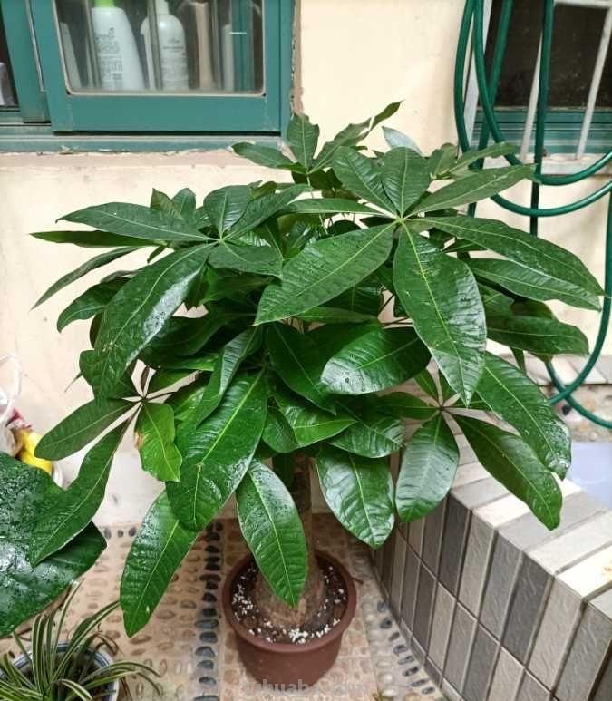 养好发财树，有“两招”，年年枝叶繁茂很皮实