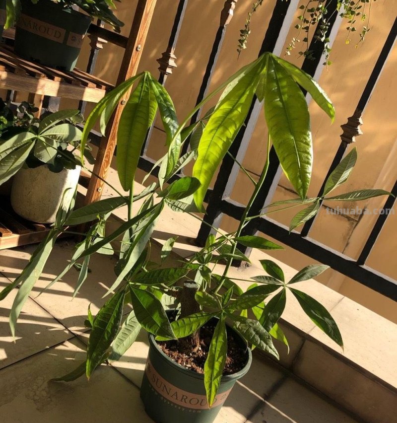 养好发财树，有“两招”，年年枝叶繁茂很皮实