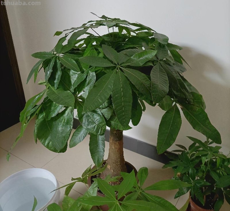 养好发财树，有“两招”，年年枝叶繁茂很皮实