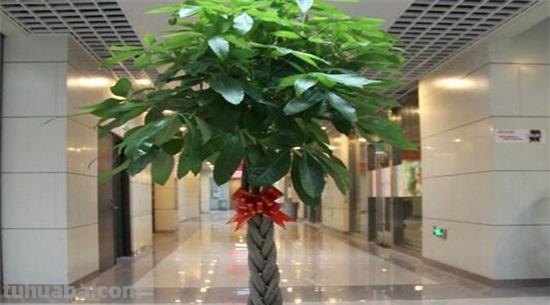 发财树不会养？这样养，再也不烂根黄叶