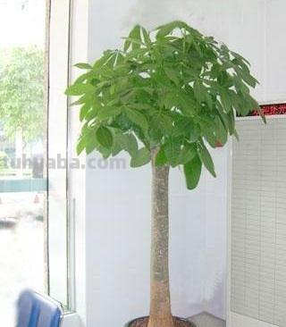 发财树不会养？这样养，再也不烂根黄叶