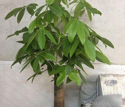 发财树不会养？这样养，再也不烂根黄叶