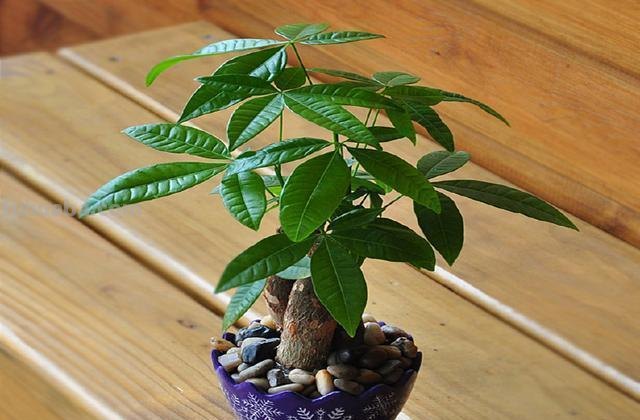 发财树不会养？这样养，再也不烂根黄叶