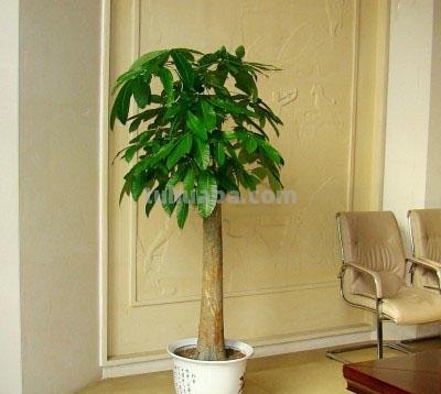 发财树不会养？这样养，再也不烂根黄叶