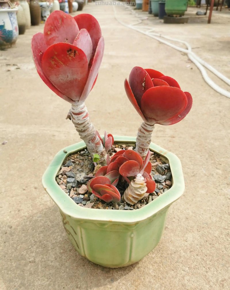 十种让人惊呆的高颜值多肉植物,第一种是多肉的颜值天花板 十种让人惊呆的高颜值多肉植物,第一种是多肉的颜值天花板