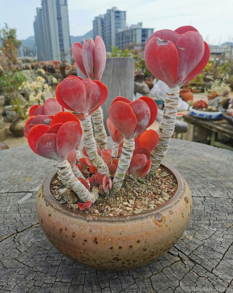 十种让人惊呆的高颜值多肉植物,第一种是多肉的颜值天花板 十种让人惊呆的高颜值多肉植物,第一种是多肉的颜值天花板