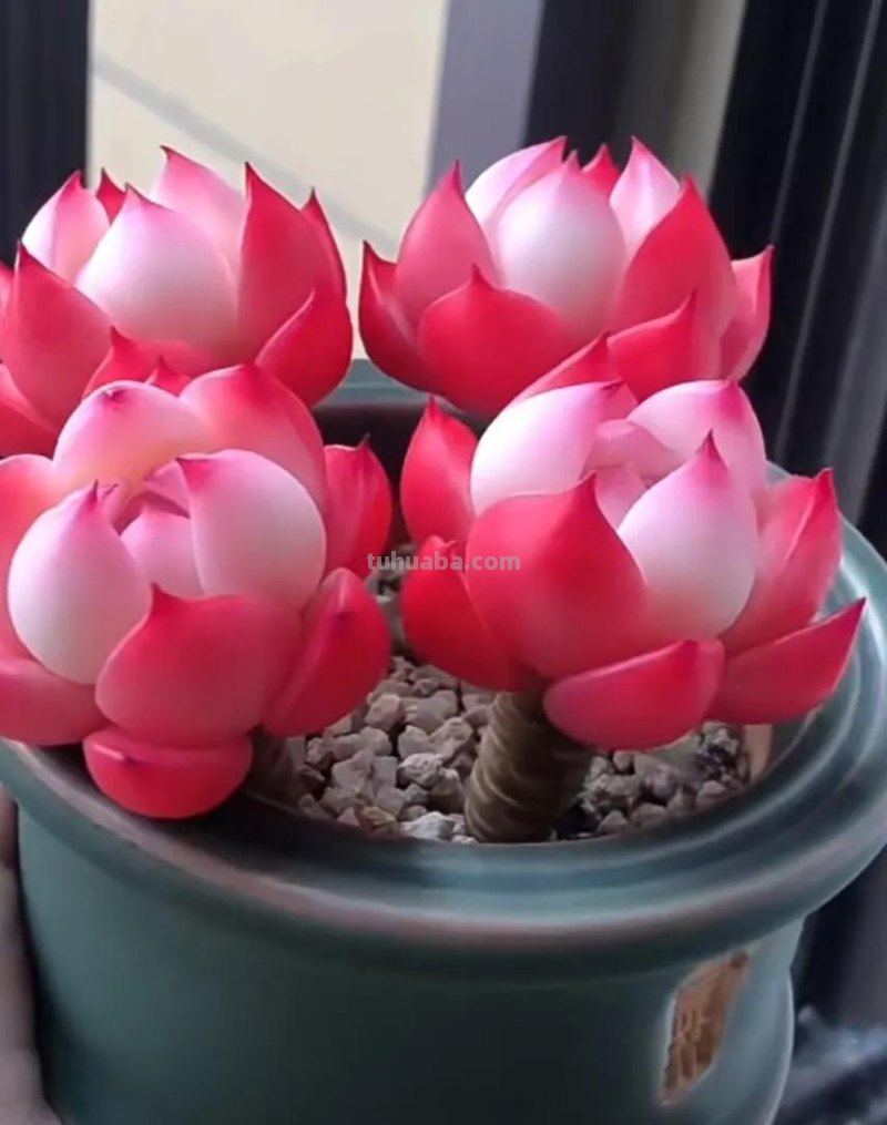 十种让人惊呆的高颜值多肉植物,第一种是多肉的颜值天花板 十种让人惊呆的高颜值多肉植物,第一种是多肉的颜值天花板