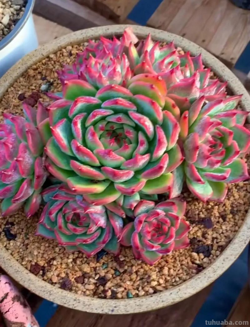 十种让人惊呆的高颜值多肉植物,第一种是多肉的颜值天花板 十种让人惊呆的高颜值多肉植物,第一种是多肉的颜值天花板