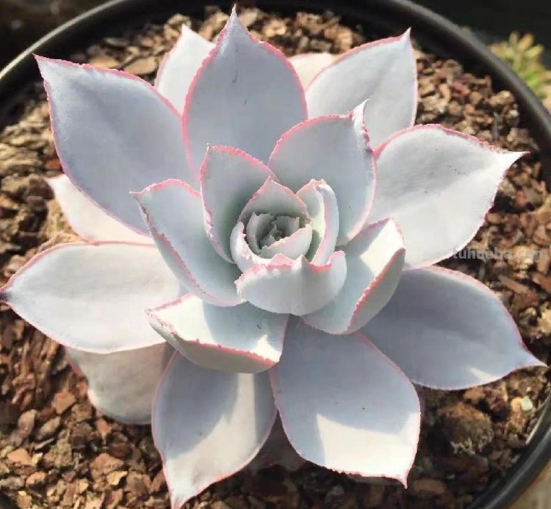 十种让人惊呆的高颜值多肉植物,第一种是多肉的颜值天花板 十种让人惊呆的高颜值多肉植物,第一种是多肉的颜值天花板