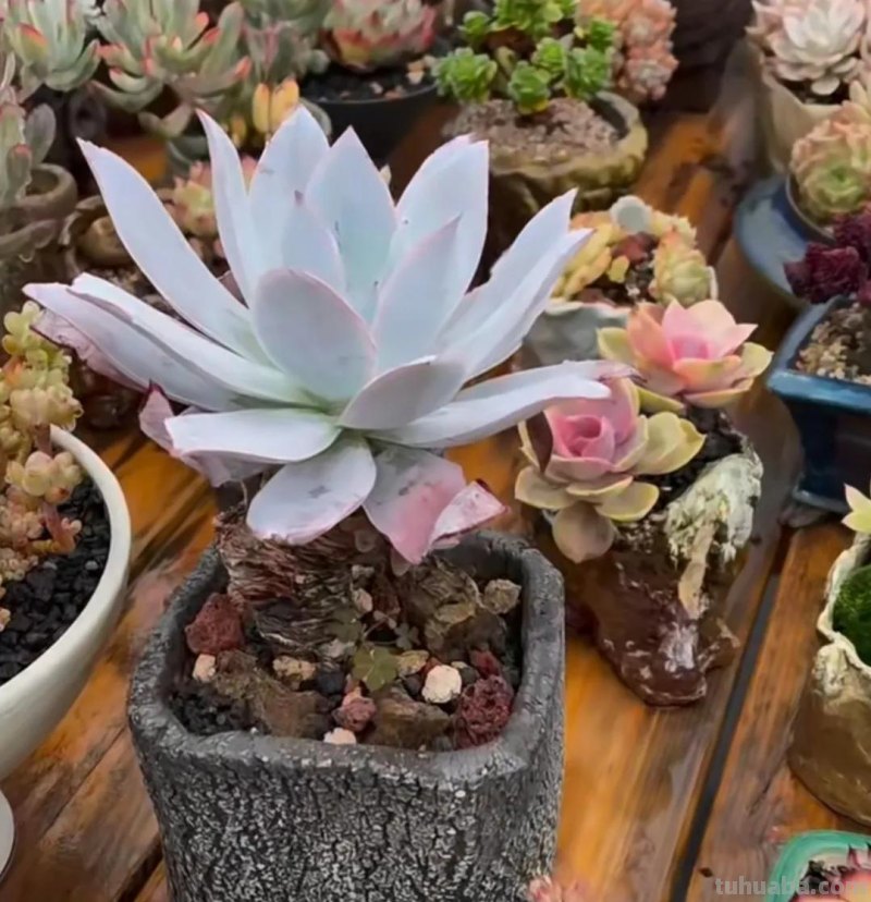 十种让人惊呆的高颜值多肉植物,第一种是多肉的颜值天花板 十种让人惊呆的高颜值多肉植物,第一种是多肉的颜值天花板