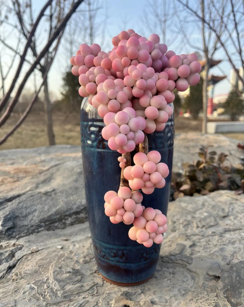 十种让人惊呆的高颜值多肉植物,第一种是多肉的颜值天花板 十种让人惊呆的高颜值多肉植物,第一种是多肉的颜值天花板