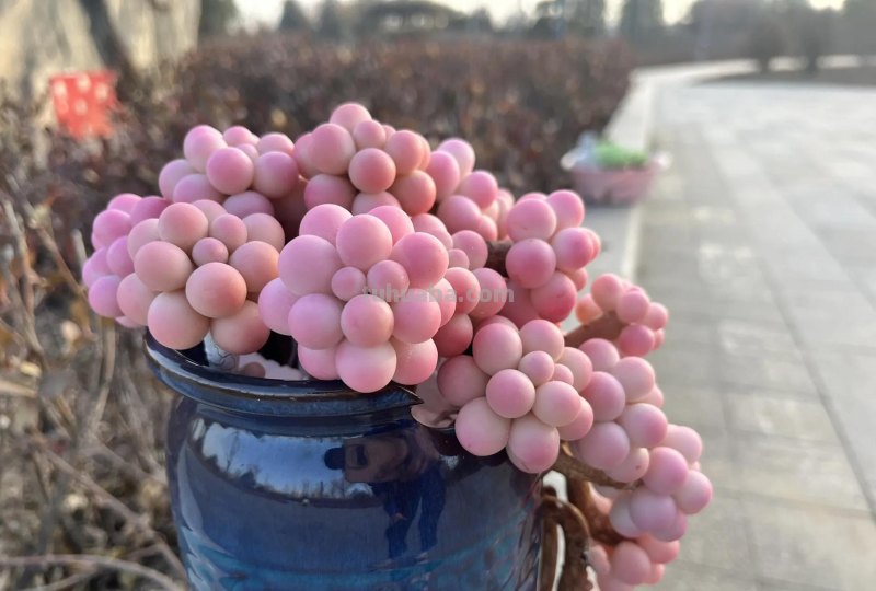 十种让人惊呆的高颜值多肉植物,第一种是多肉的颜值天花板 十种让人惊呆的高颜值多肉植物,第一种是多肉的颜值天花板